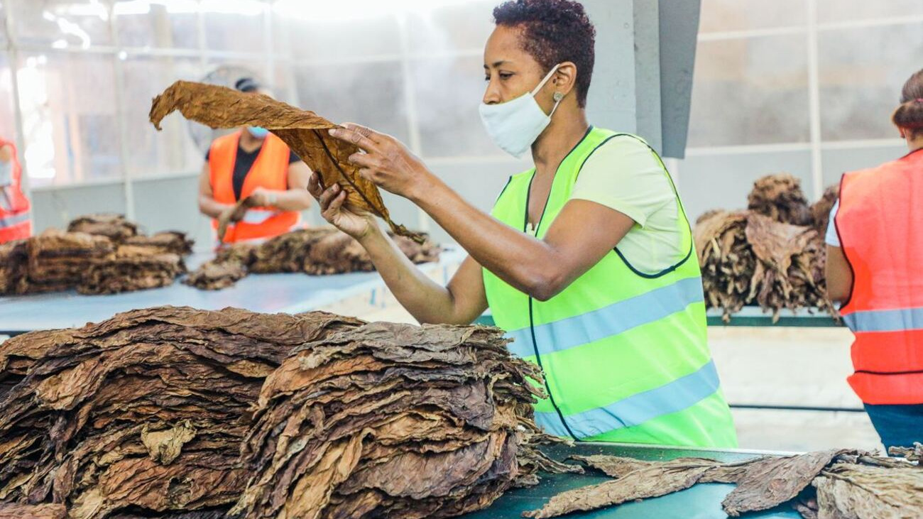 RD produce 8,400 millones de cigarros al año