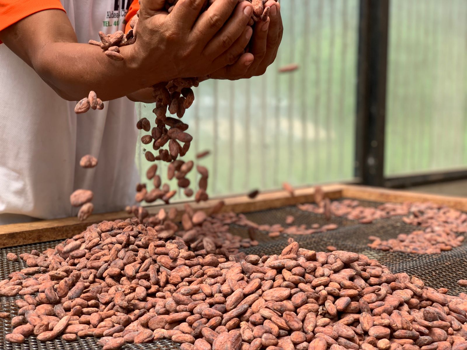 Cacao dominicano crece 76.6 % y marca récord histórico