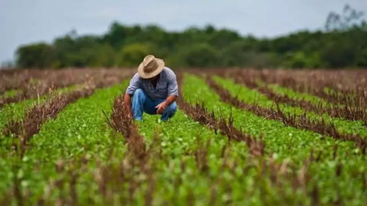 Agro crece 4.9 % y aporta más al PIB nacional