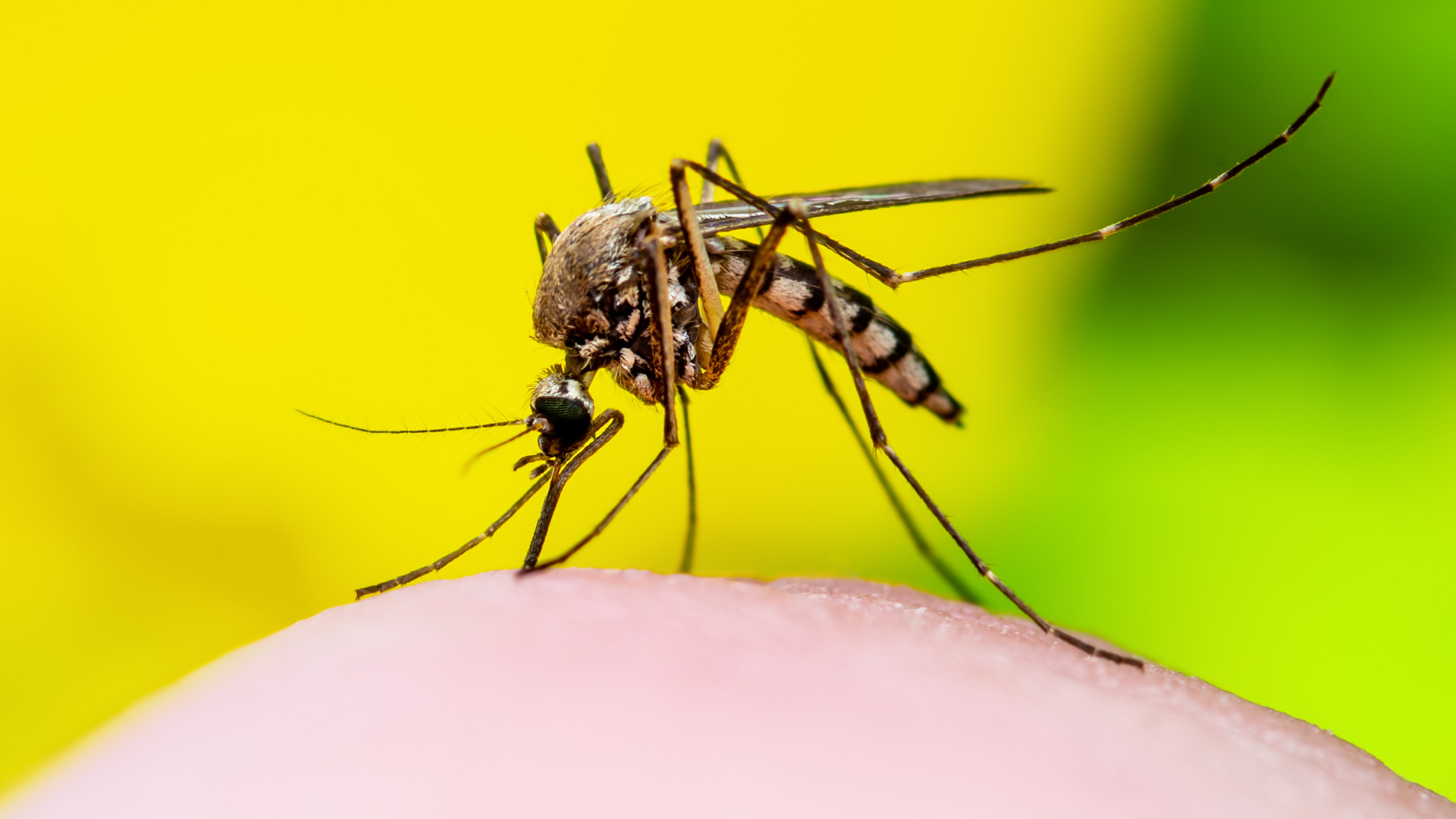 OMS alerta sobre brotes de chikungunya y llama a evitar epidemia como la de 2004