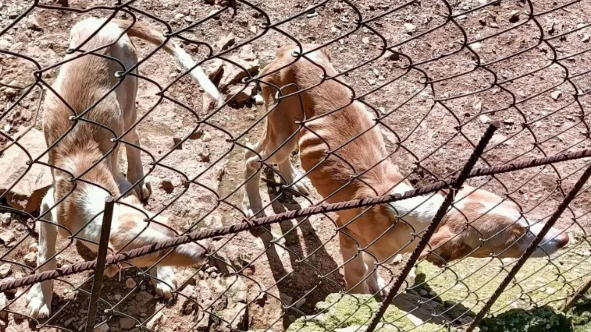 Violencia contra los animales, una cruda realidad en RD