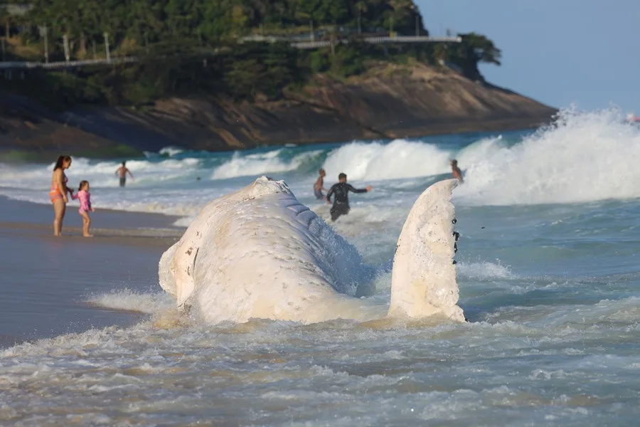 Una ballena jorobada aparece muerta en una playa de Río de Janeiro