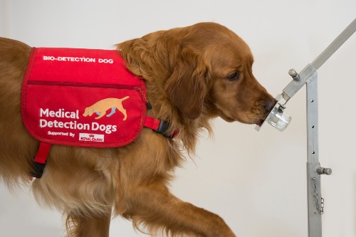 Perros entrenados pueden detectar el Parkinson por el olor con alta precisión