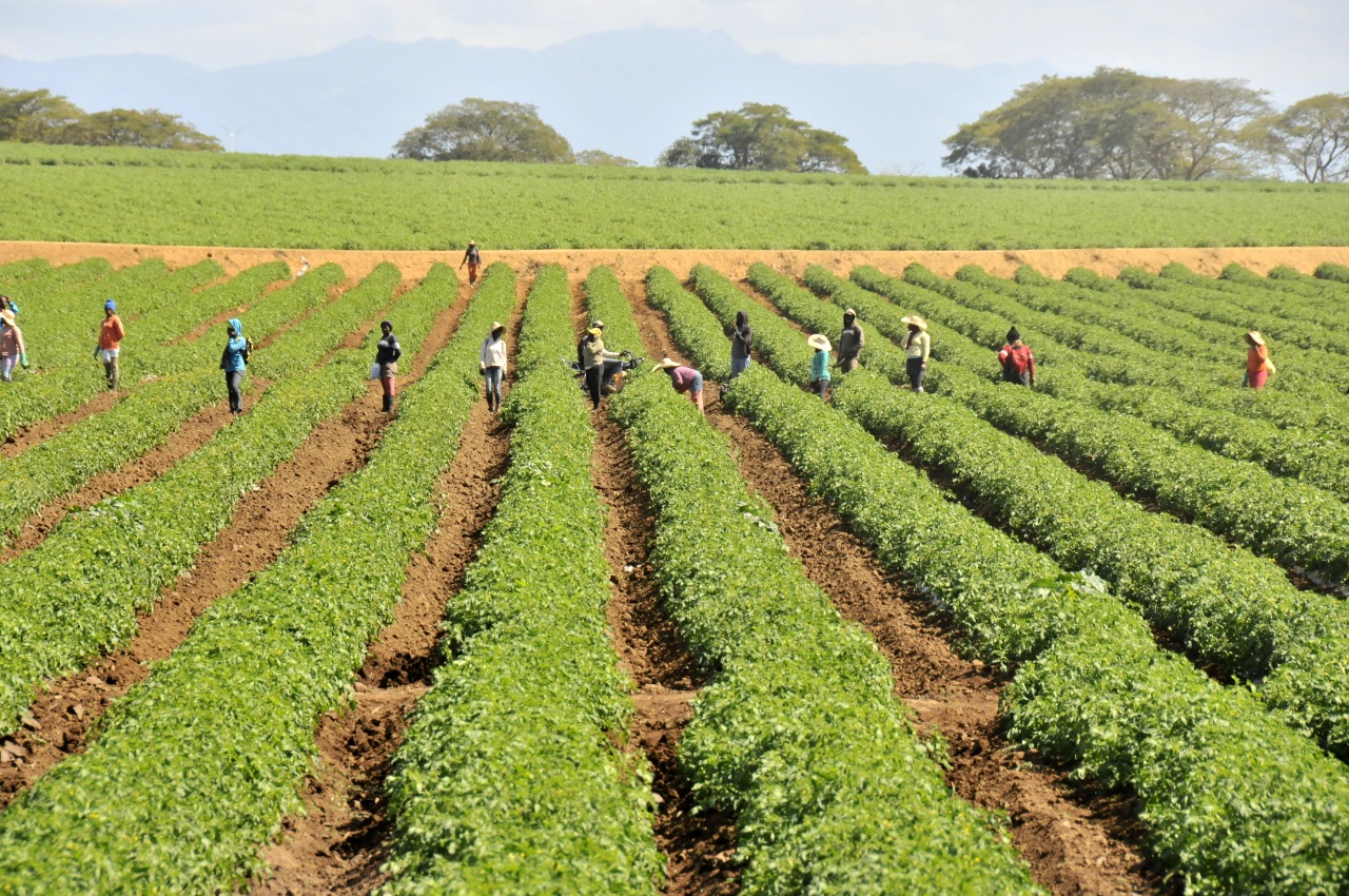 ¿Qué productos sostienen las exportaciones agropecuarias en República Dominicana?
