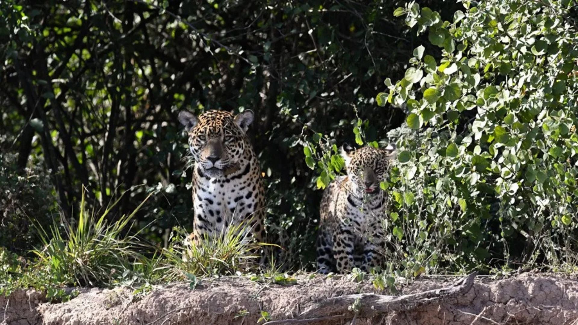 El yaguareté vuelve a reproducirse en el Chaco argentino después de tres décadas