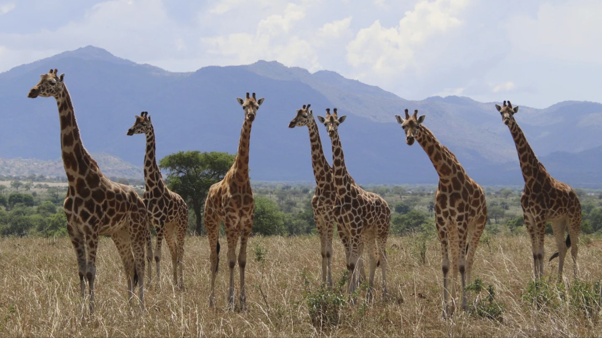 ¿Cuántas especies de jirafas hay en África?
