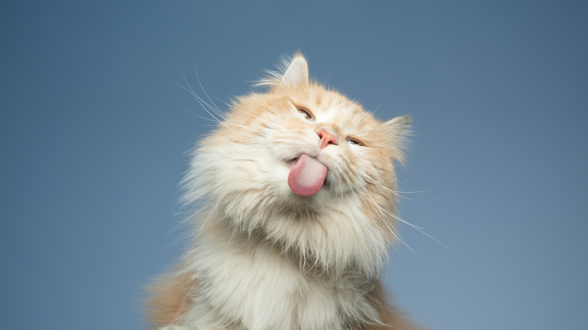 Día Internacional del Gato: historia, propósito y curiosidades de una fecha que busca el bienestar felino