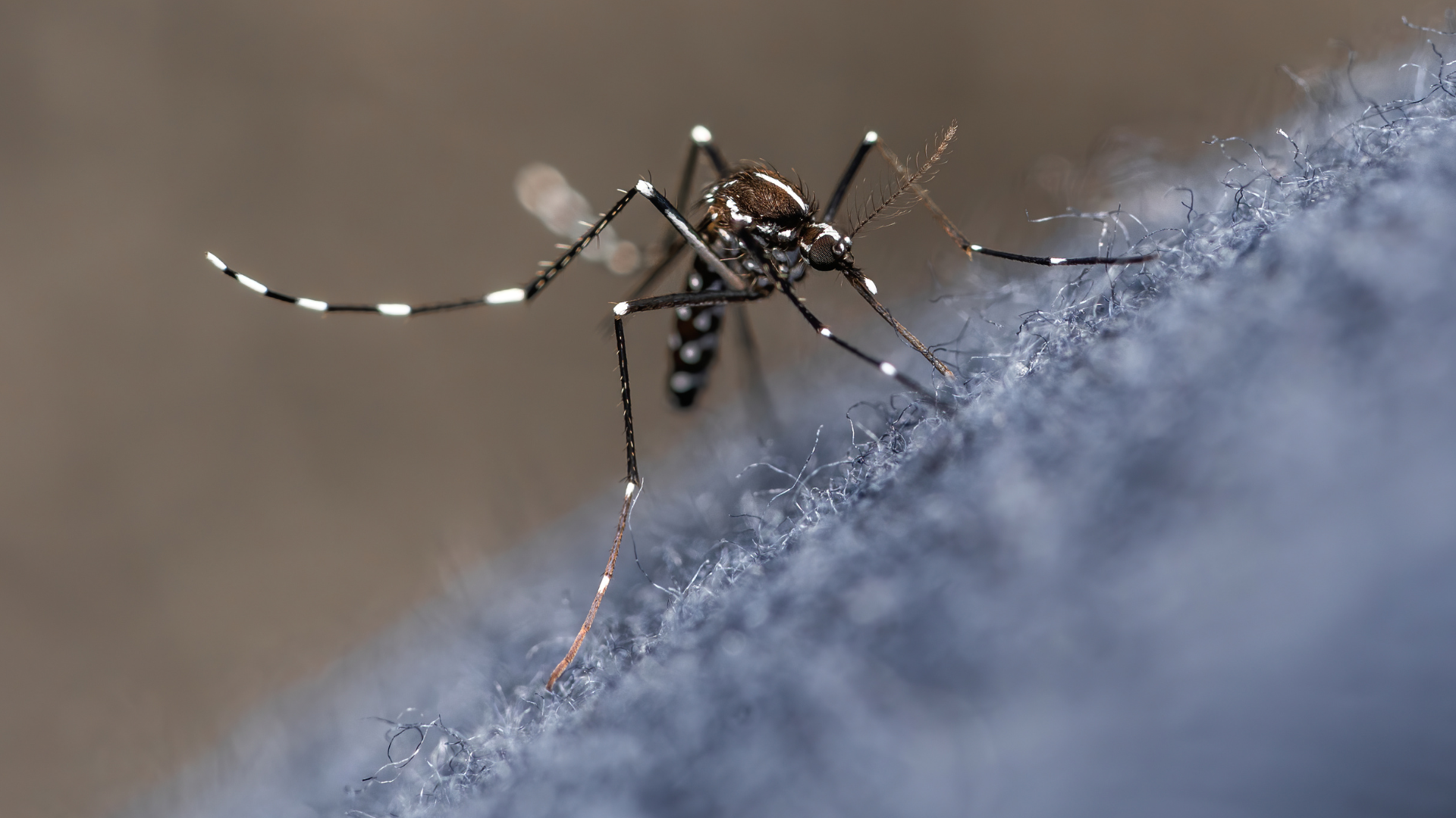 Salud Pública confirma dos nuevos casos de malaria y uno de dengue