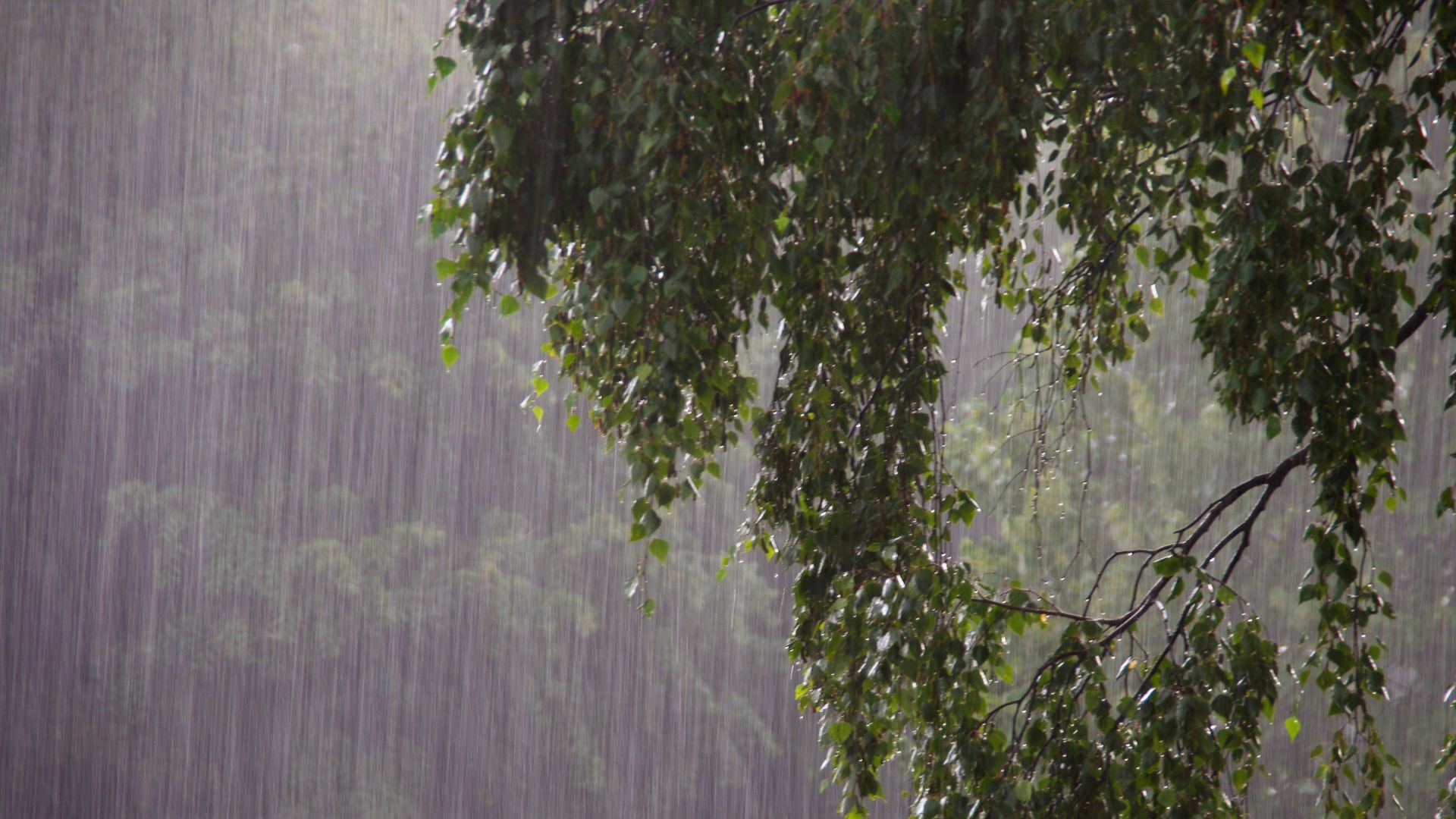 Lluvias intensas en el suroeste: Enriquillo registra 286 milímetros