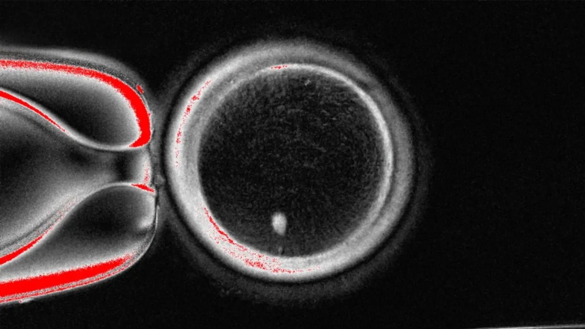 Desarrollan óvulos humanos potencialmente fecundables a partir de células de la piel