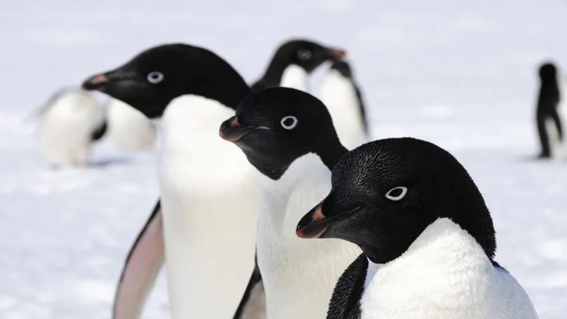 Científicos demuestran que los pingüinos son difusores de contaminación en la Antártida