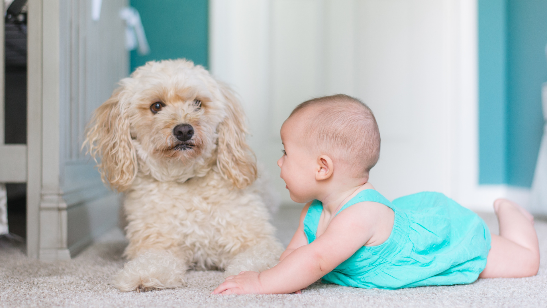 Los bebés que crecen cerca de perros tendrían menor probabilidad de desarrollar asma