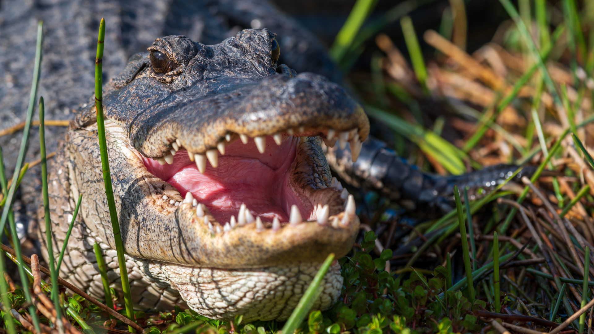 Culebras, caimanes y monos llegarán al Zoológico Nacional desde Puerto Rico