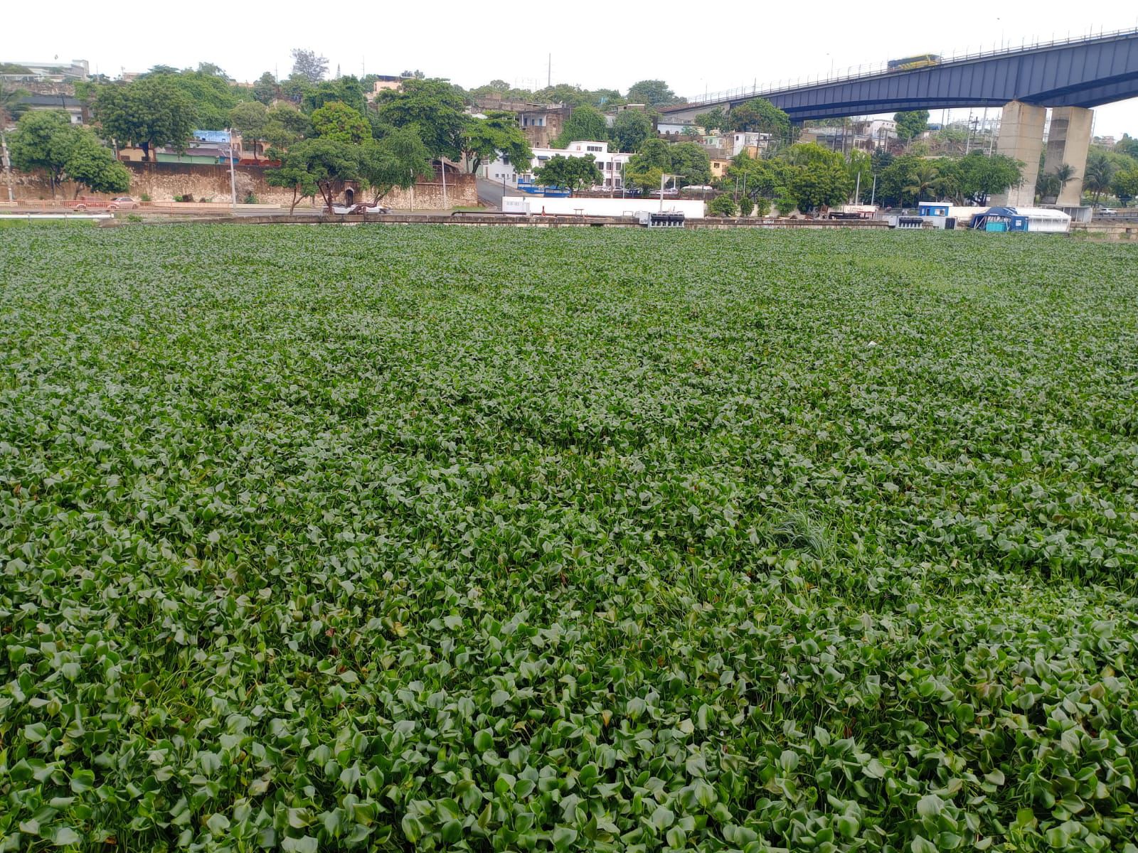 Cierran puente flotante por arrastre de lilas y basura tras lluvias por Melissa