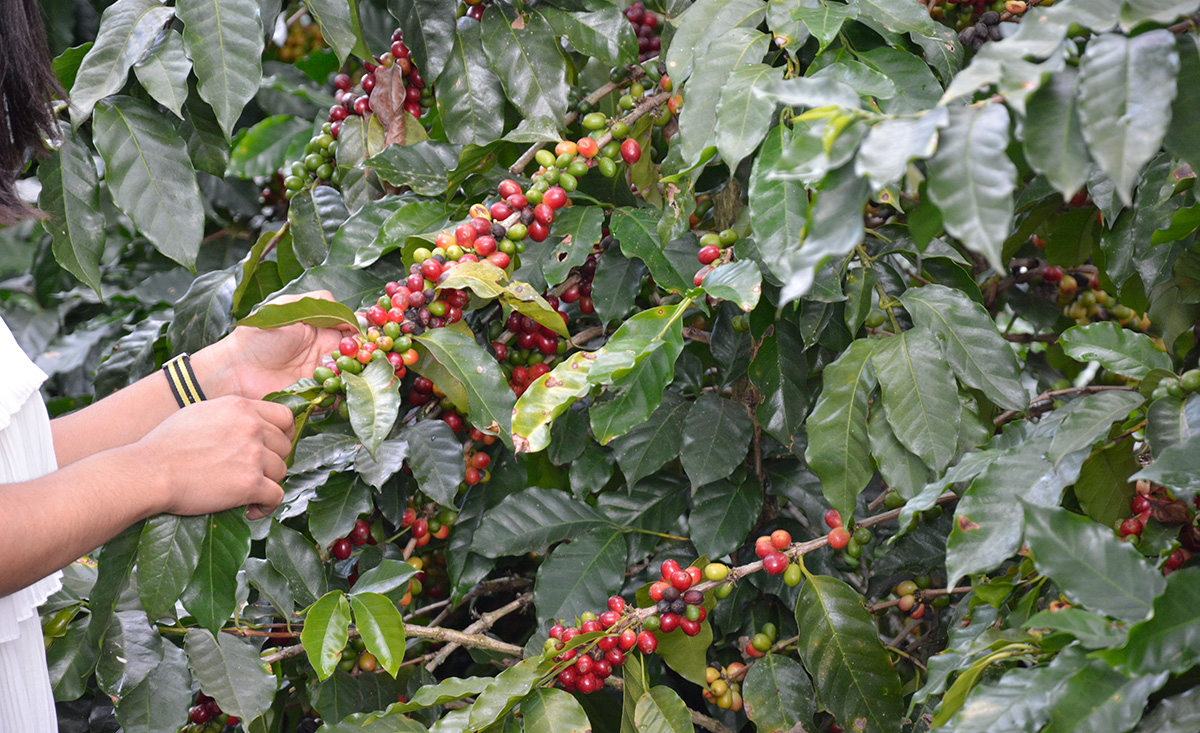 RD exporta US$37 millones en café: ¿qué explica el crecimiento?