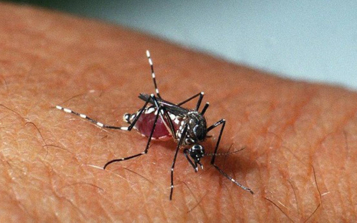 Ministro de salud confirma que no hay brote de chikungunya en el país