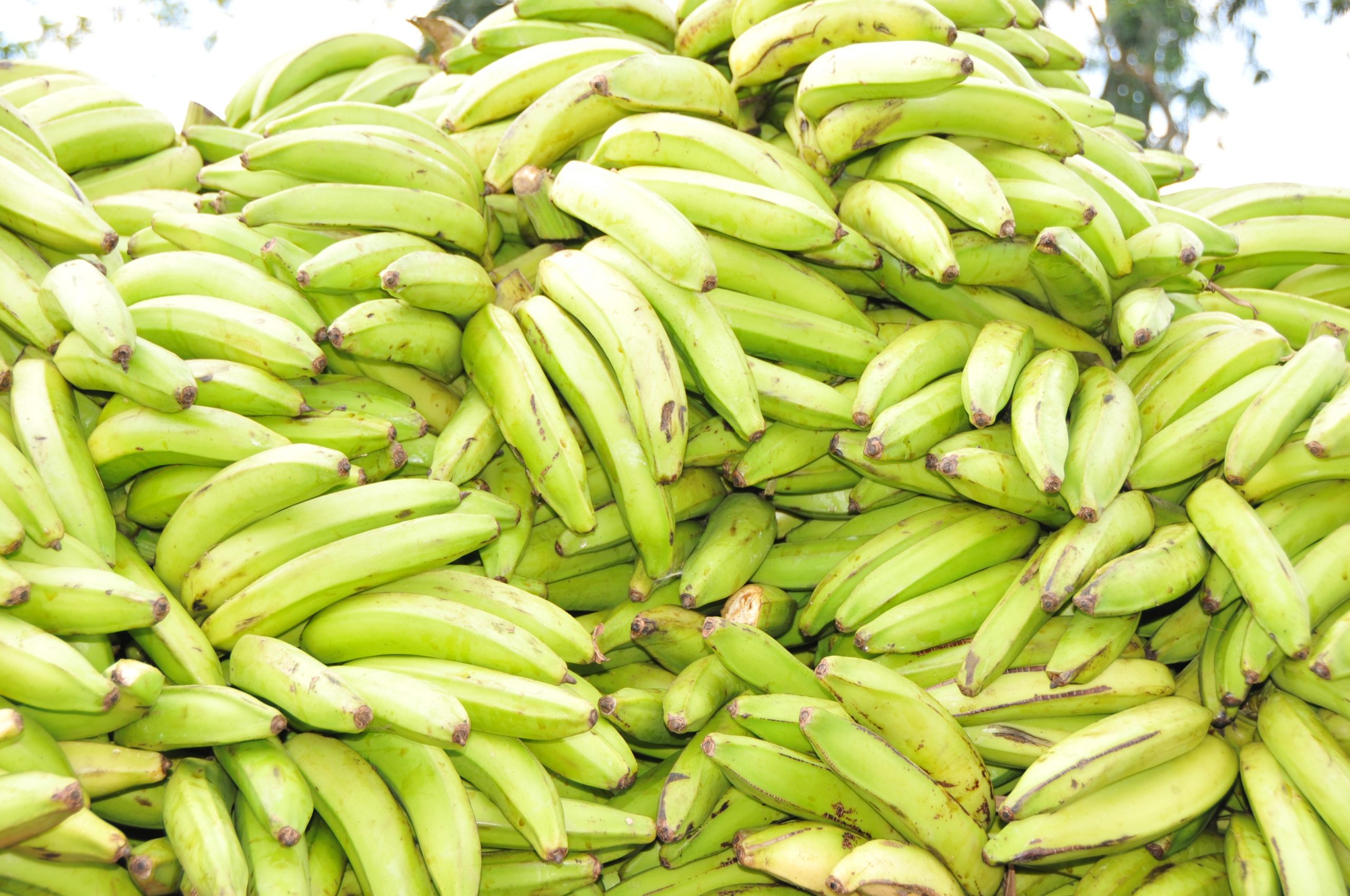 ¿Qué alimentos dominan las exportaciones e importaciones de RD en 2025?