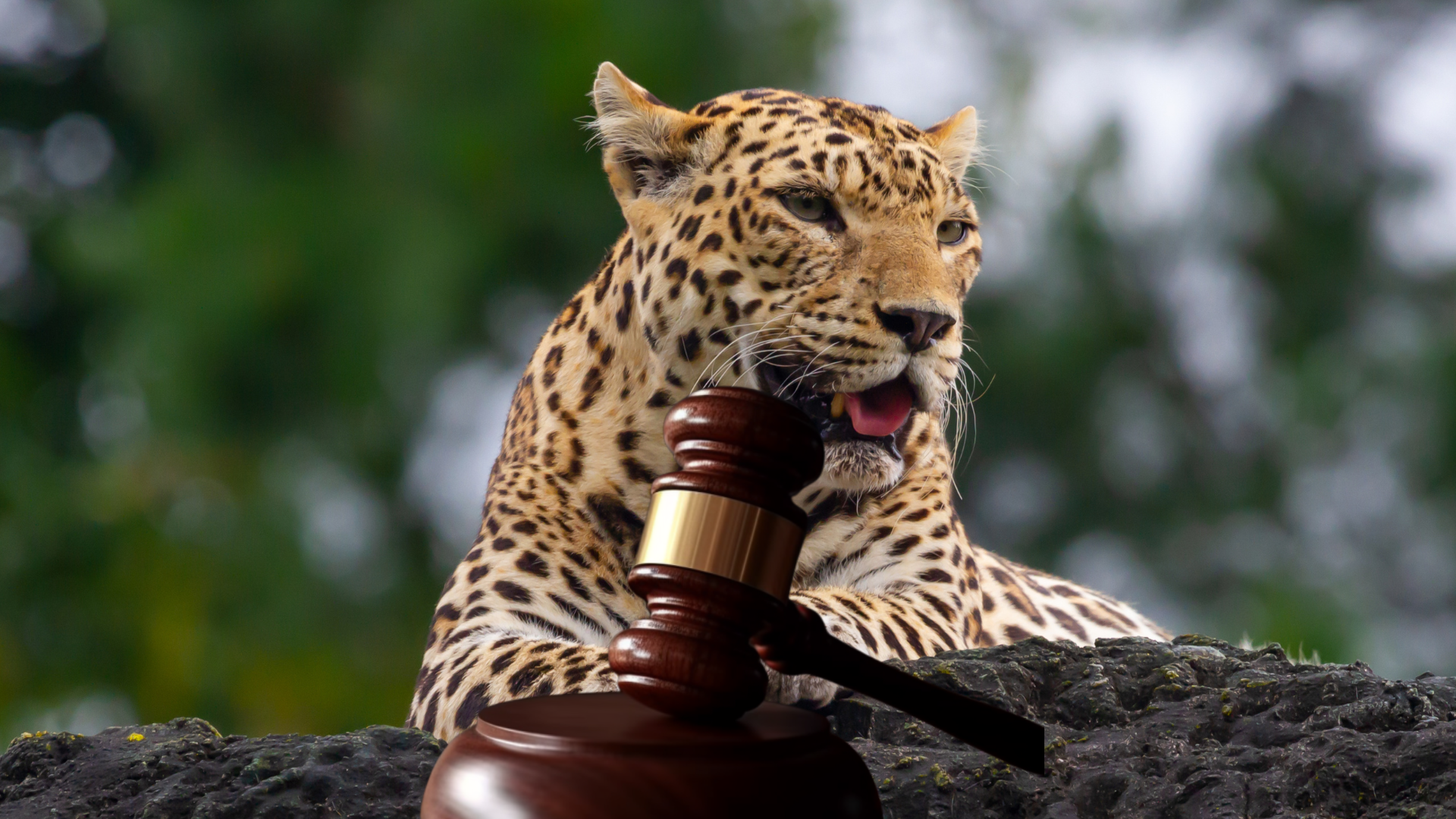 Tribunal avala por primera vez la venta anticipada de bienes por Operación Guepardo