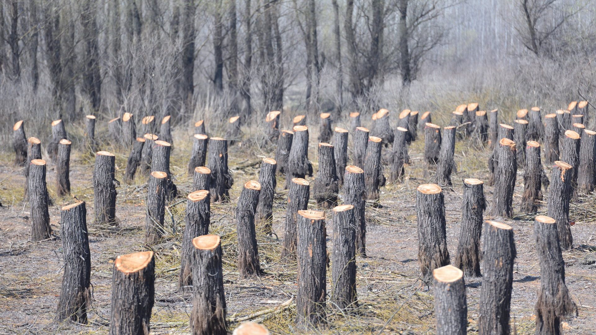 Condenan a dos años de prisión a hombre por tala ilegal de pinos en Jarabacoa