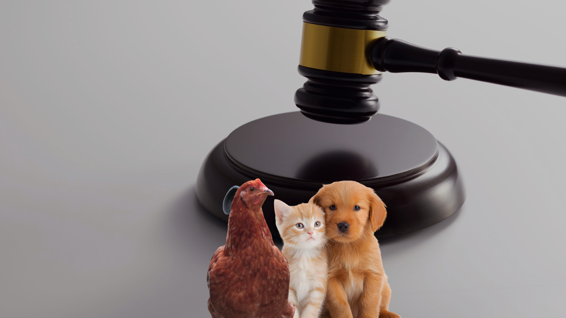 Dictan un año de prisión a hombre que envenenó más de una docena de animales en La Romana