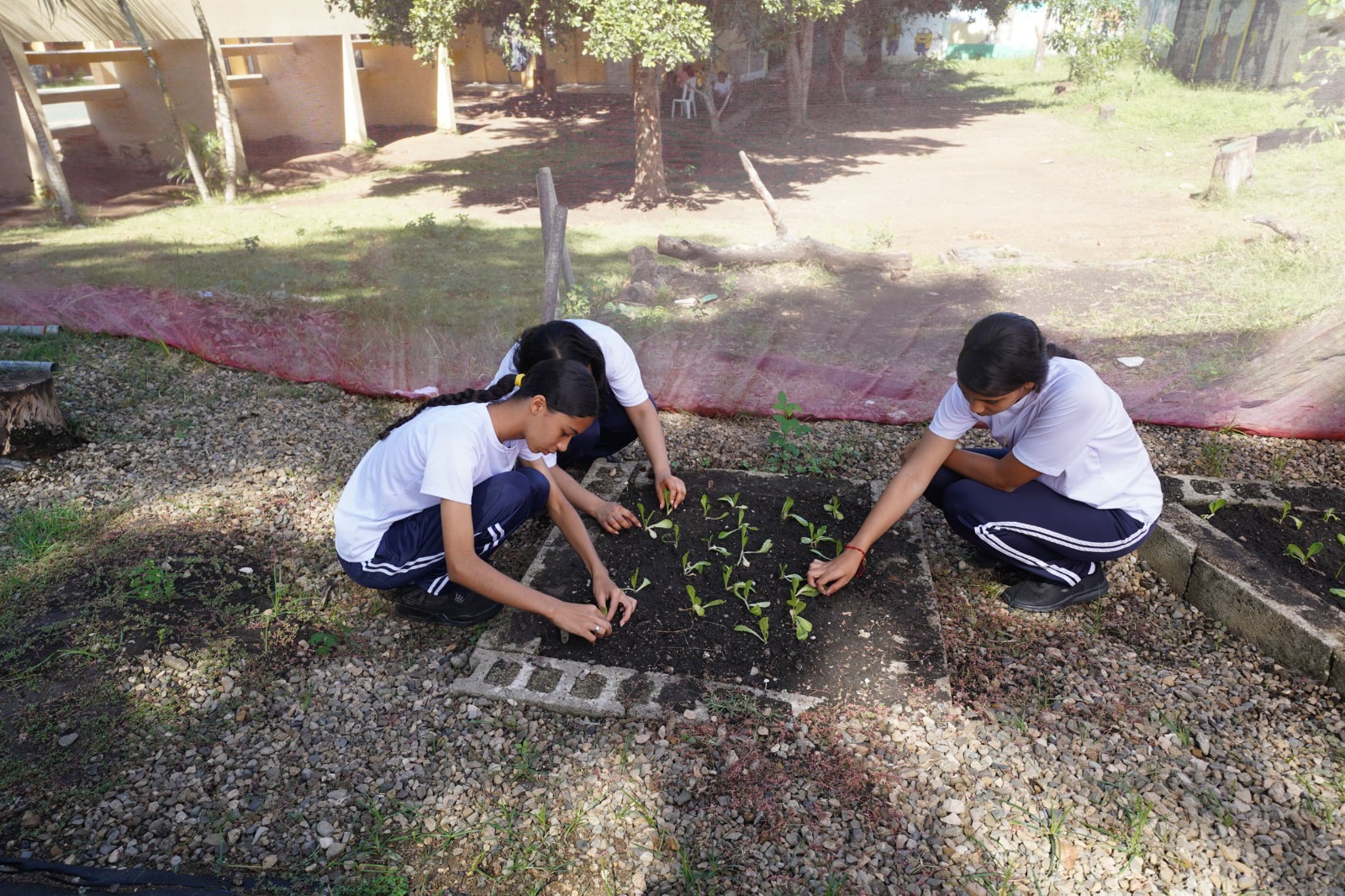 Estudiantes de distintos centros del país siembran hortalizas en programa de desarrollo de huertos escolares