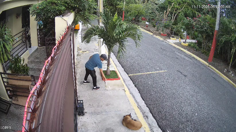 Denuncian envenenamiento de perros captado en cámaras