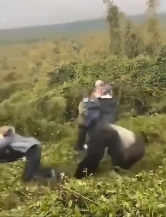 Gorila adulto empuja a turista tras ignorar normas de seguridad