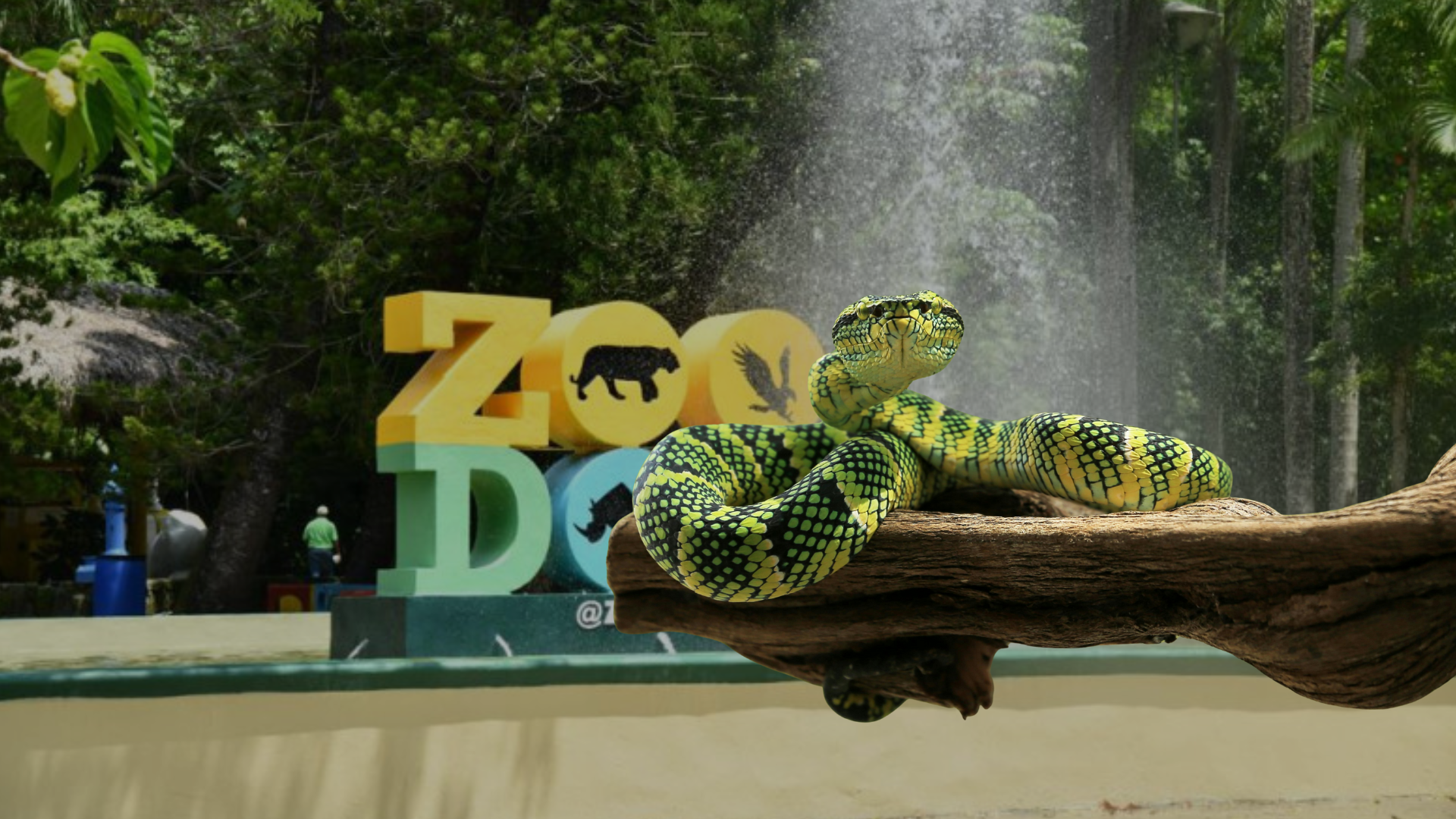 Zoológico Nacional niega importación de serpientes venenosas entre animales que donará Puerto Rico