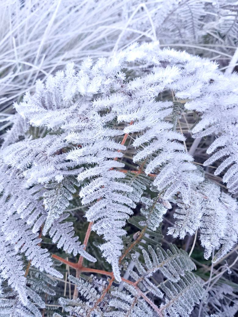 Frías temperaturas en Valle Nuevo y la ciudad de Constanza