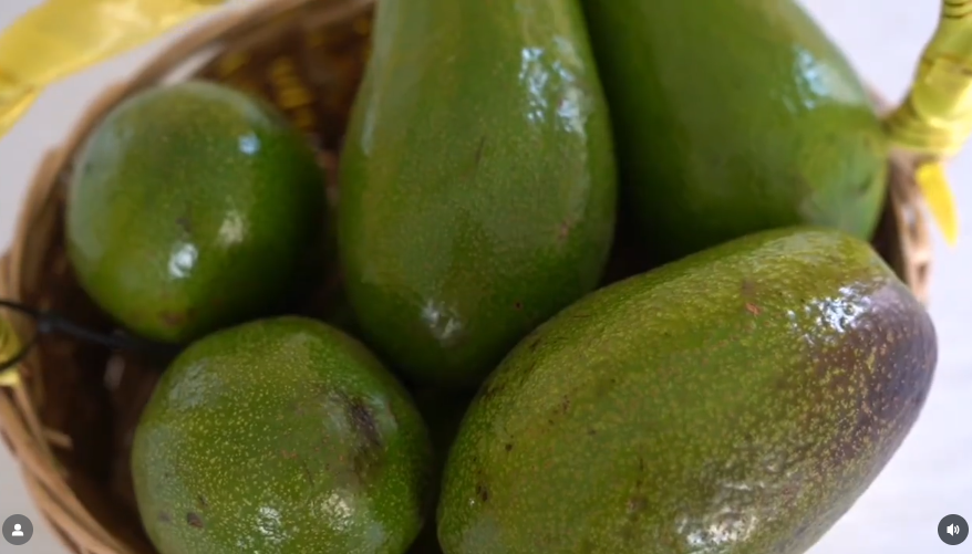 El aguacate de Cambita: la historia detrás de su reconocimiento internacional