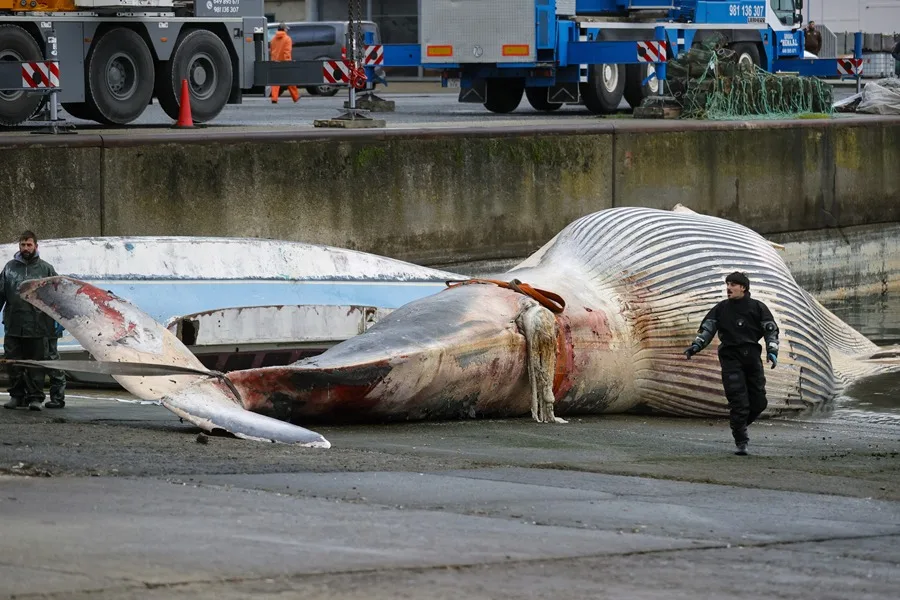 Retiran del mar una ballena de 21 metros que apareció muerta en A Coruña