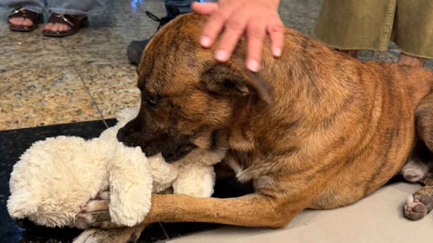 Perrito callejero toma peluche de una tienda y clientes se unen para comprárselo