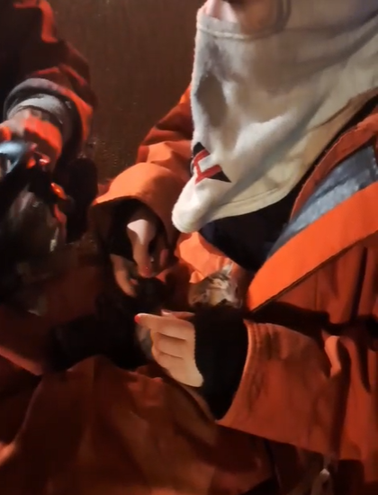 Rescate inesperado: Tres gatitos son reanimados por bomberos que sofocan incendio en Ferretería San Miguel