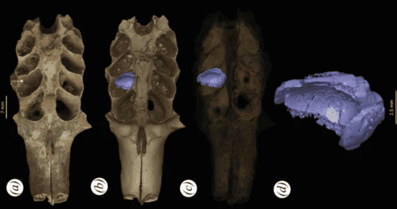 Descubren en RD nidos fósiles de abejas dentro de mandíbulas de mamíferos prehistóricos