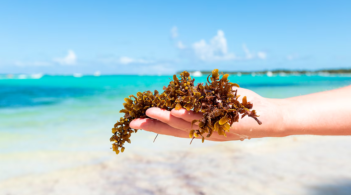 ONU aprueba resolución presentada por RD sobre la lucha contra el sargazo