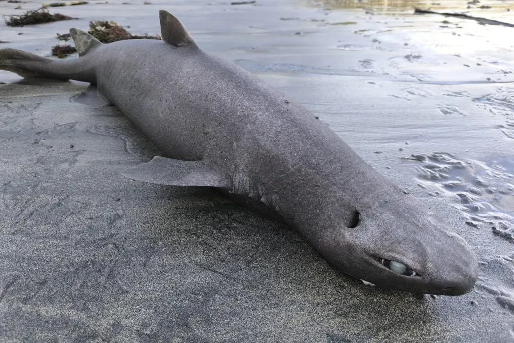 Llegada de tiburón foca a playa de Asturias genera gran expectación científica 