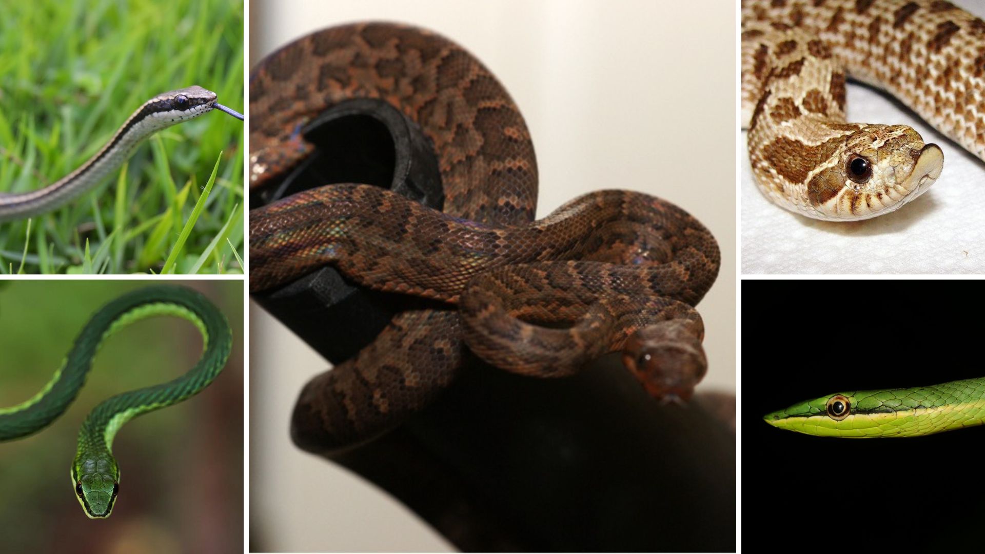 ¿Sabes cuáles son las especies de serpientes de la República Dominicana?