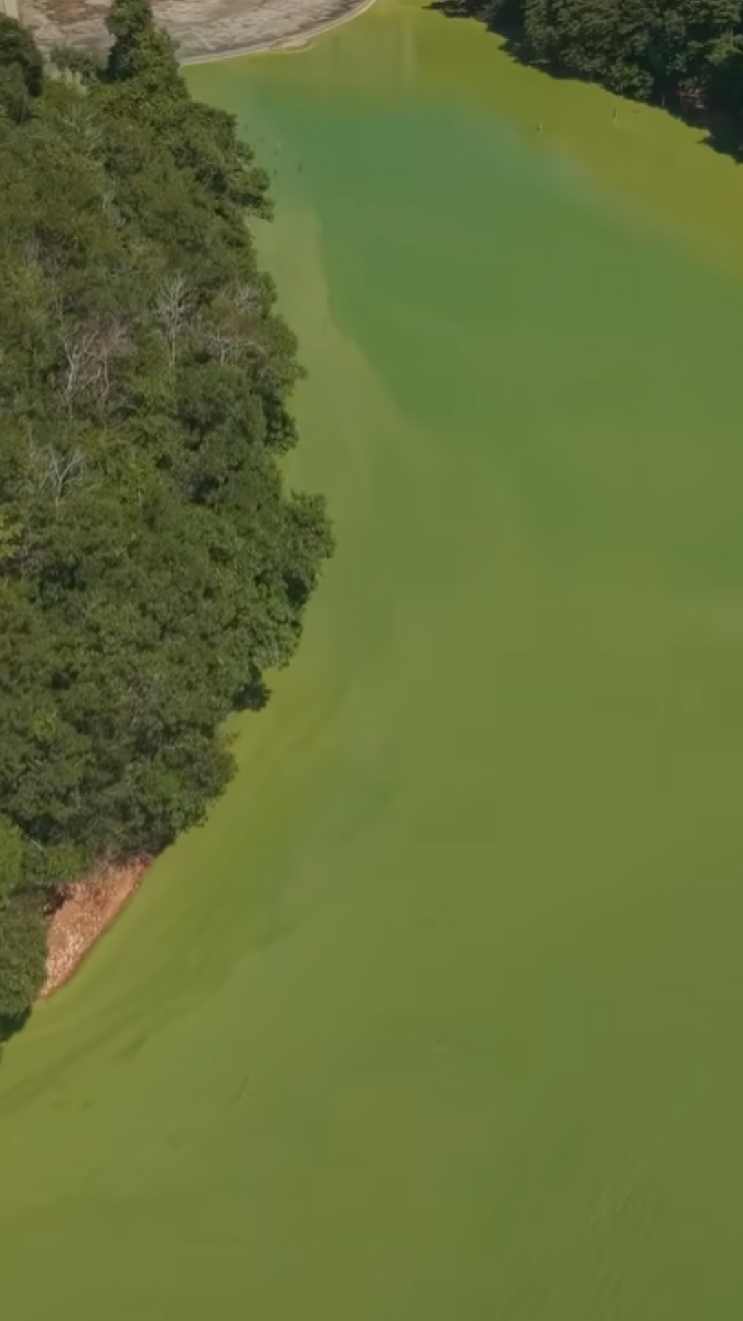 ¿Existe un peligro en la presa de Hatillo? Científicos investigan aguas verdes
