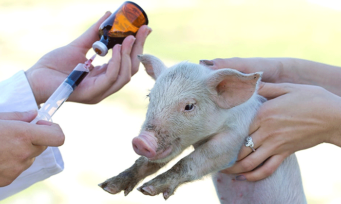 La peste porcina está bajo control en el país de acuerdo a autoridades
