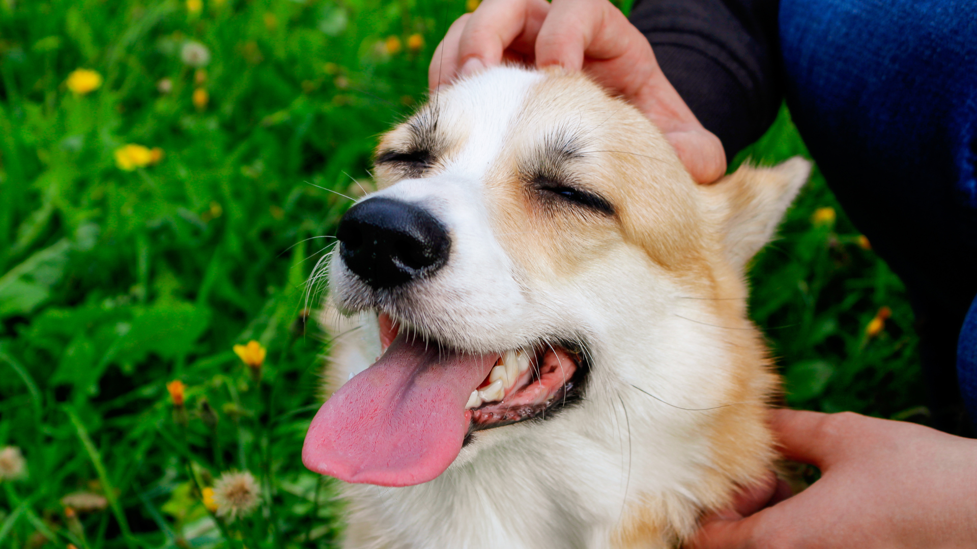 Las mascotas podrán ser enterradas junto con sus dueños en Brasil