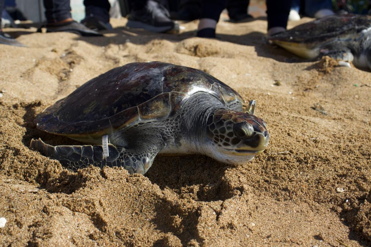 Acuario Nacional libera tres tortugas verdes en la playa de Güibia