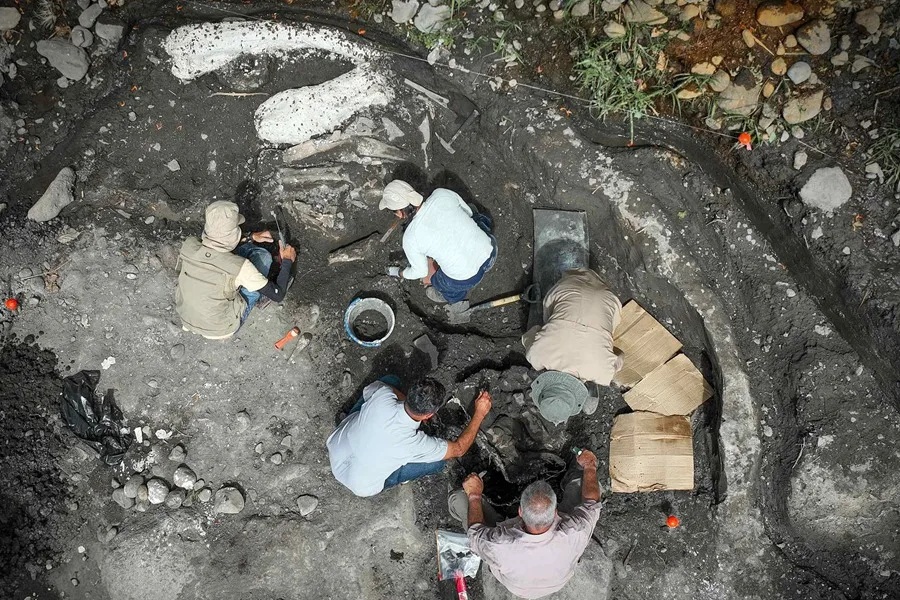 Hallan fósiles de un perezoso gigante y un mastodonte de al menos hace 10,000 años en Costa Rica
