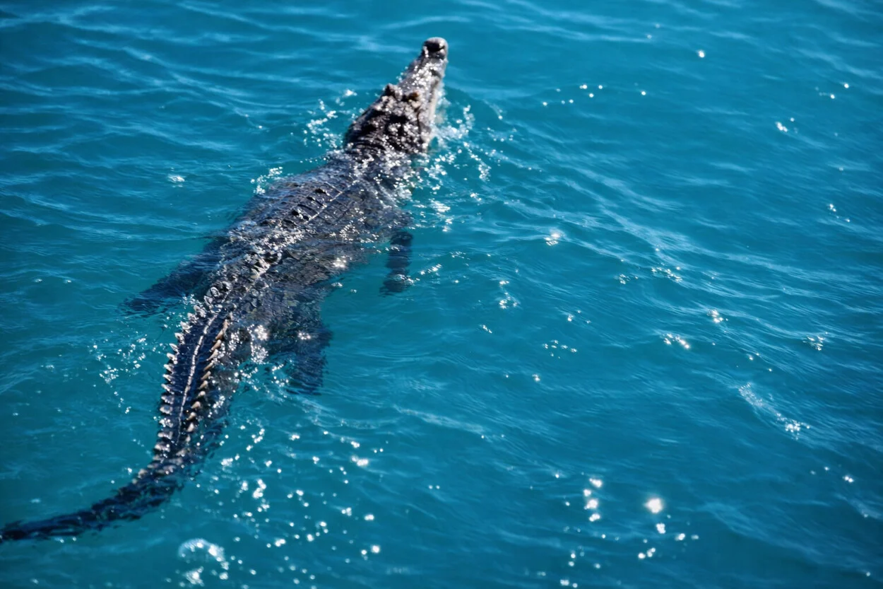 ¿Cómo logró escapar el cocodrilo americano en Puerto Plata?