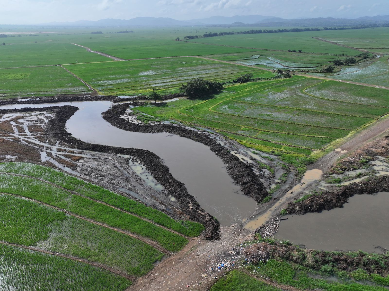 Dragado del drenaje Pontón en Cotuí impactará 36,000 tareas arroceras