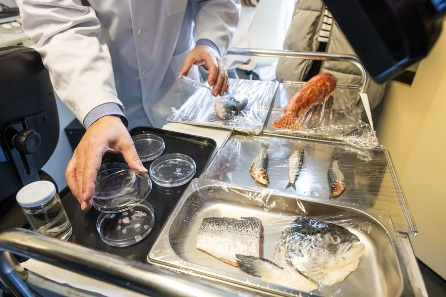 Diseñan nuevo biotejido con escamas de peces para regenerar córneas humanas