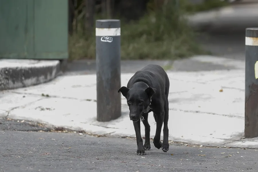 Polémica en México por el sacrificio de más de 10.000 perros entre críticas a su legalidad