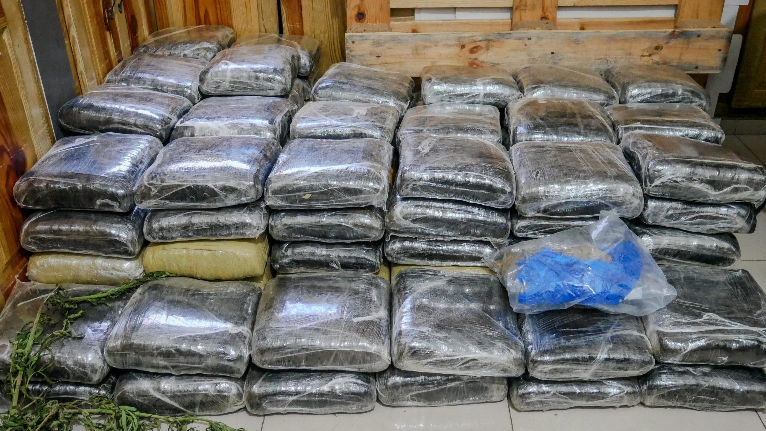 Incautan más de 600 libras de presunta marihuana en allanamientos simultáneos en Elías Piña