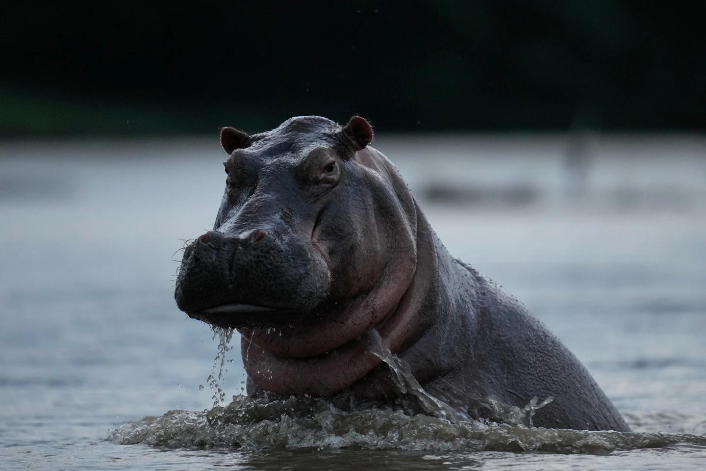 Eutanasia a descendientes de hipopótamos de Pablo Escobar divide a Colombia: ¿Control o crueldad?