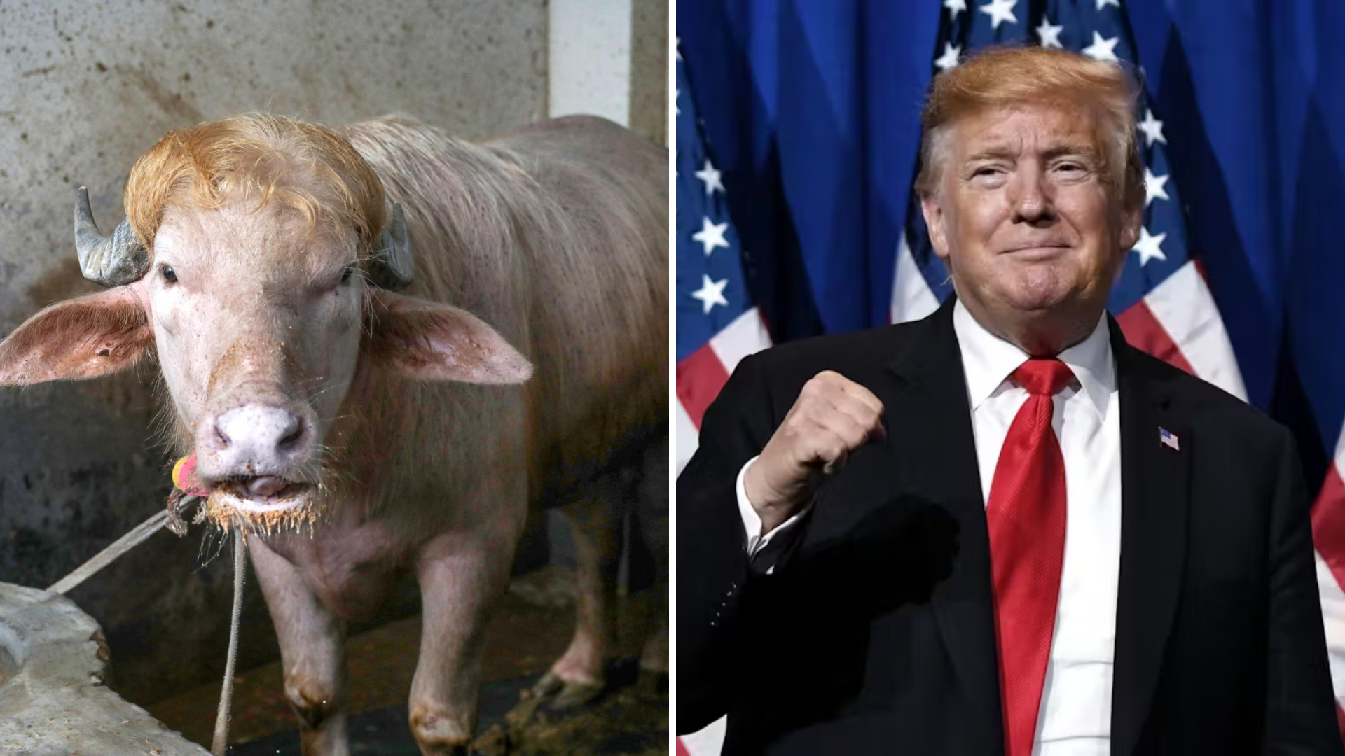 Un búfalo albino parecido a Donald Trump se vuelve viral en Bangladés