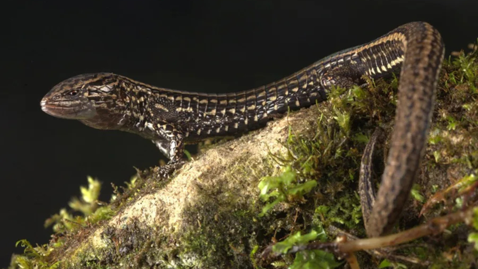 Descubren nueva especie de lagartija en reserva natural de Perú